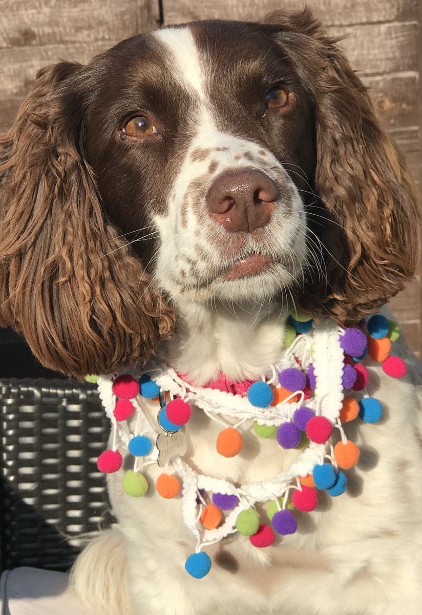 springyspringer's tweet photo. @RachelRileyRR @therealgokwan Looking forward to #yorkgaypride at the weekend. Fancied tassles this year #gaypride https://t.co/Juw3FPqZ0a