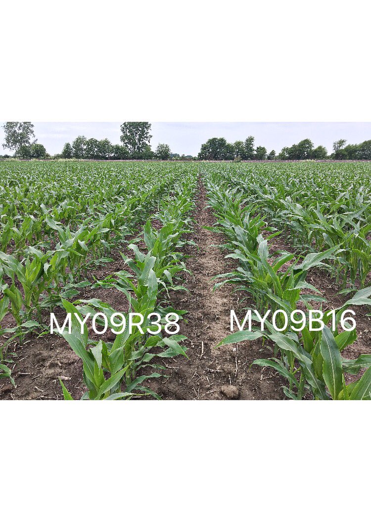 Jason_ntheville's tweet photo. Looking into the future of @MycogenSeeds The product on the right has a wide AOA specifically here in Ohio and excited to see how it progresses through the season. #MyYield @AgroDillon https://t.co/UUPjd3rHzb
