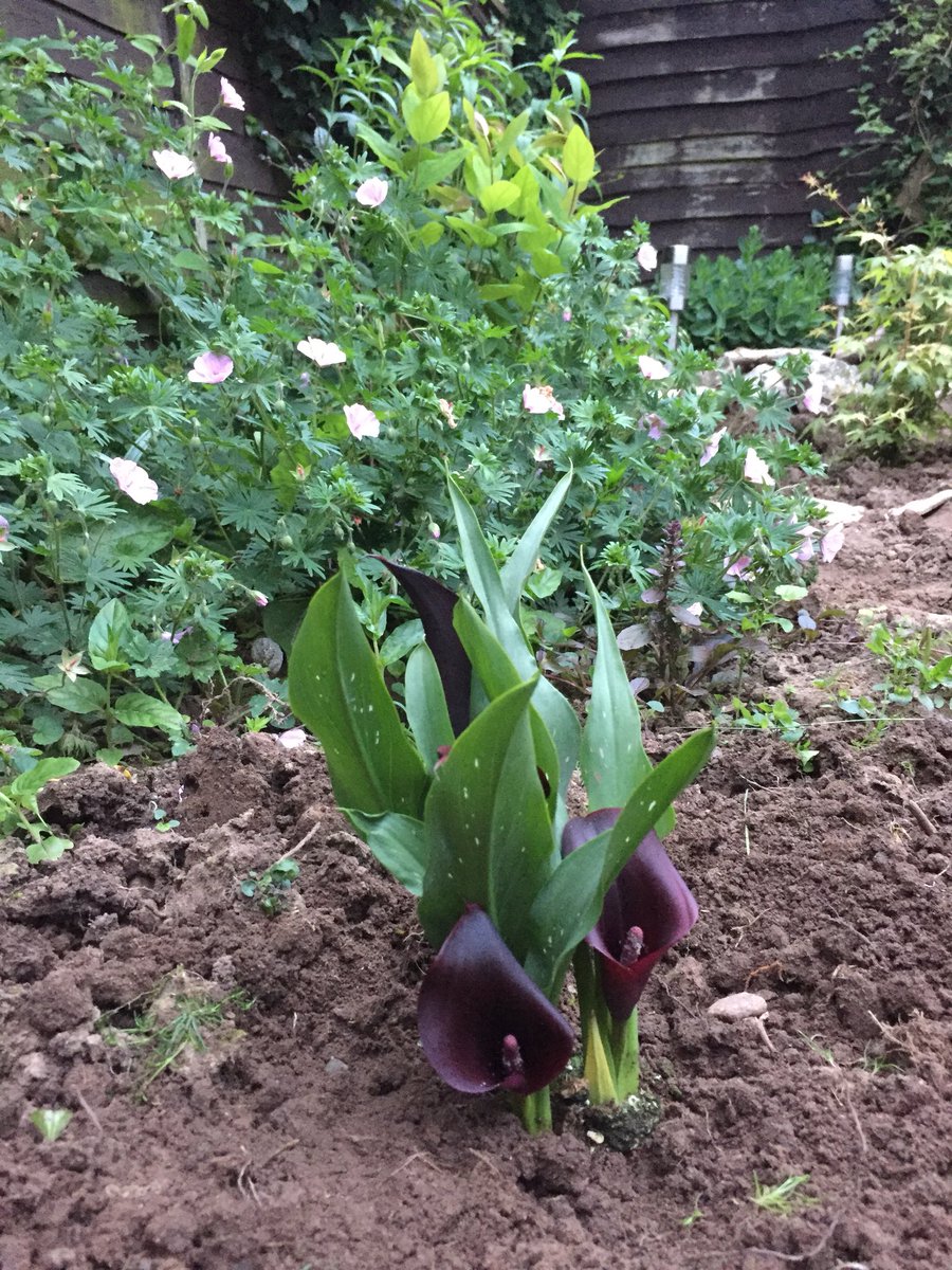 Naomi Folkard (@archernomes) on Twitter photo Bought these Calla Lillies <a href="/AldiUK/">Aldi Stores UK</a> for my garden. Gardening is a great way to unwind at the end of a day #mentalhealth Bought these Calla Lillies <a href="/AldiUK/">Aldi Stores UK</a> for my garden. Gardening is a great way to unwind at the end of a day #mentalhealth