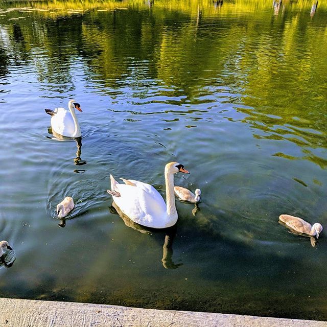 Kokomadida's tweet photo. Lovely to see a new set of #cygnets at Inverleith park this evening. #cygnetsofinstagram #edinburgh #teampixel https://t.co/MyPBP2N36b https://t.co/yeywHOfj2n