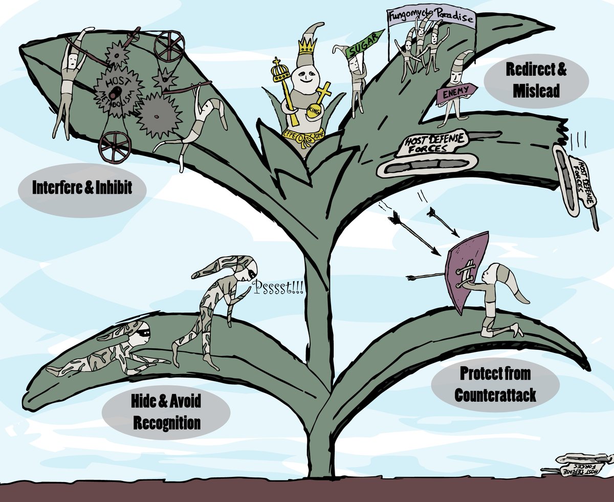 PLOSPathogens's tweet photo. New #PathPearl from Simon Uhse &amp; Armin Djamei: Effectors of plant-colonizing fungi and beyond
https://t.co/gG5EuKXLEm https://t.co/MIh2Uew0gq