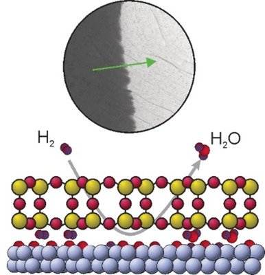 stadien der flugmuskelgenese holometaboler insekten stadien der flugmuskelgenese holometaboler insekten