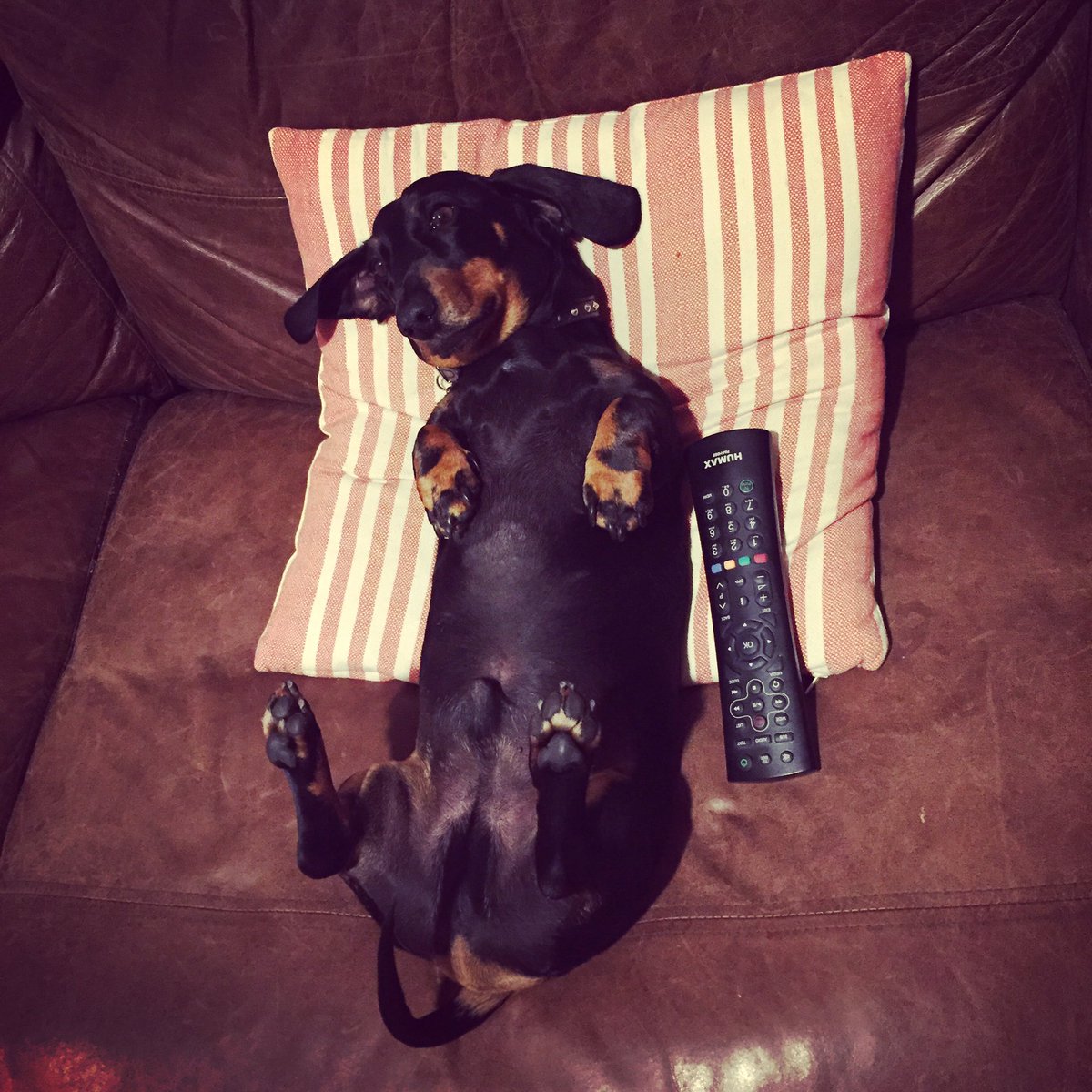 AlfieSausageDog's tweet photo. "Netflix and chill?" she said.
"Count me in" I said. 

#doxie #netflixandchill https://t.co/Yt26CESm2N