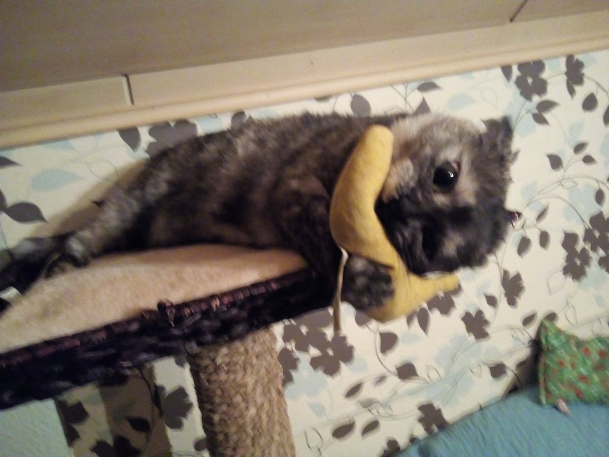 baby_baumann's tweet image. I love bananas 😋😸
#catsoftwitter
#catnip