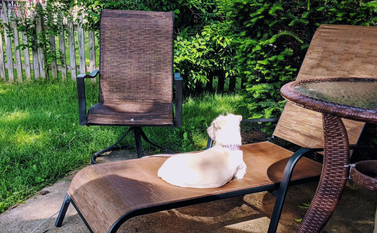 kathyyoho's tweet image. Apparently, it&apos;s not my happy place anymore. #spoileddoggo #Allmyfault #SheSavedMeASeat