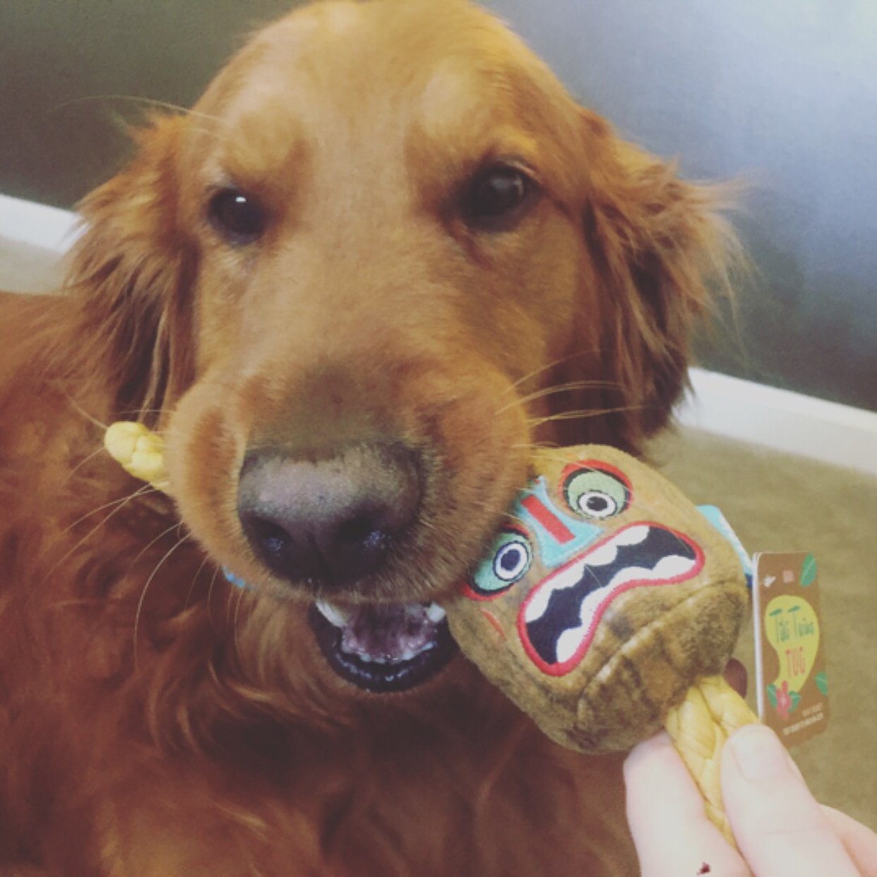 @BarkBox @Influenster #BarkBoxInfluenster #complimentary #contest https://t.co/0pFDkVr5Sc