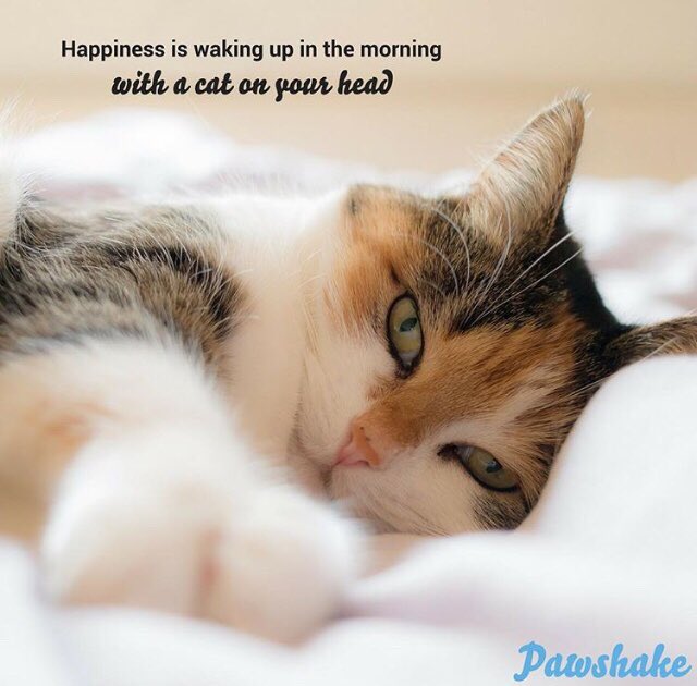 So true! 😂😂
#Happiness is waking up in the morning with a #cat on your head!

pawshake.co.uk

#petsitter #cats #catsoftwitter #DailyQuote #tongueoutthursday #furbaby