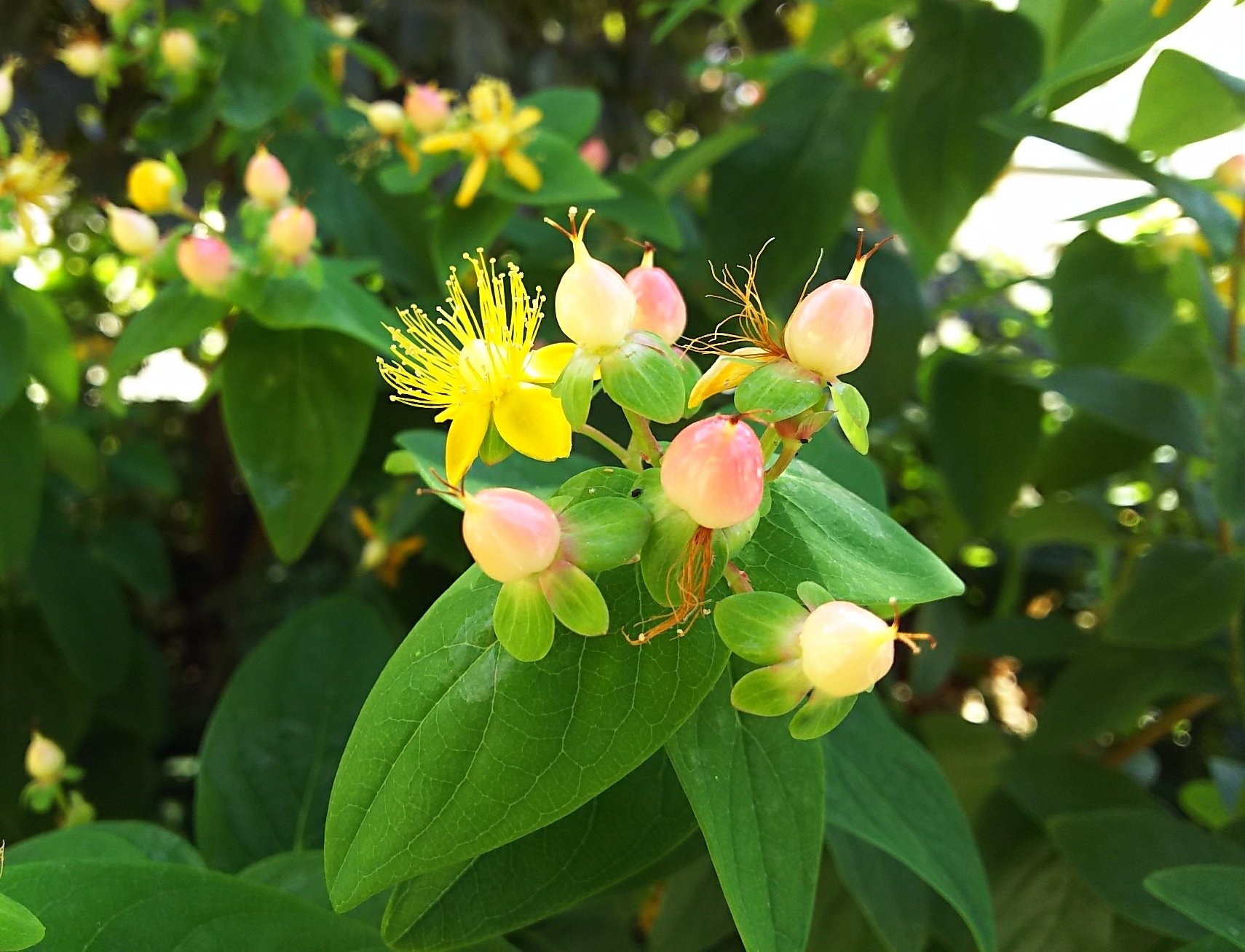 ট ইট র Sae ﾟお休みします お花はキラキラだし 実は赤やピンクで 可愛い 不思議な 心惹かれる花 花言葉もいいな 今日もきらめいて ヒペリカム 花言葉 きらめき 悲しみは続かない T Co Tgusfmbyu4 ট ইট র