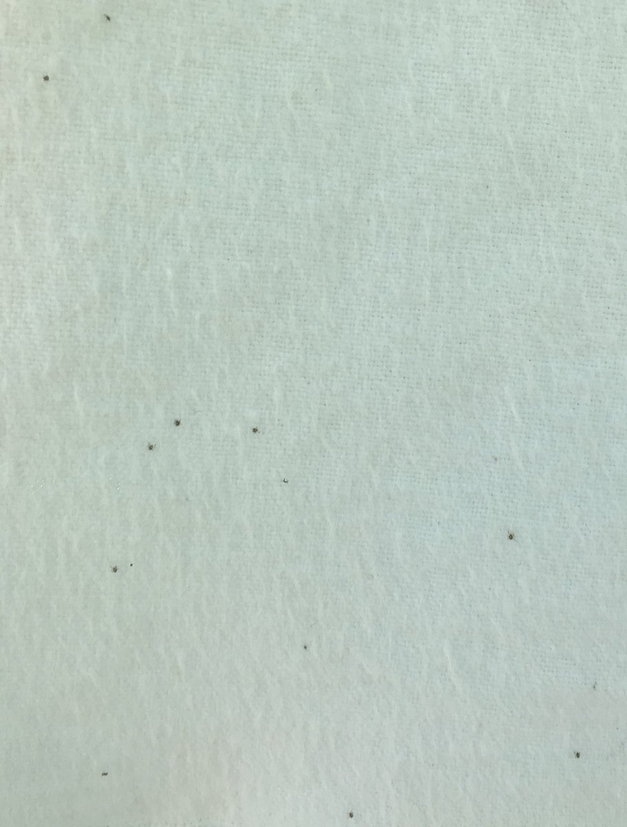 munn_douglas's tweet image. Successful day for the @NoceraUNB, not so much for NB, with the detection of more #BlackleggedTicks. #research #prevention #pathogens