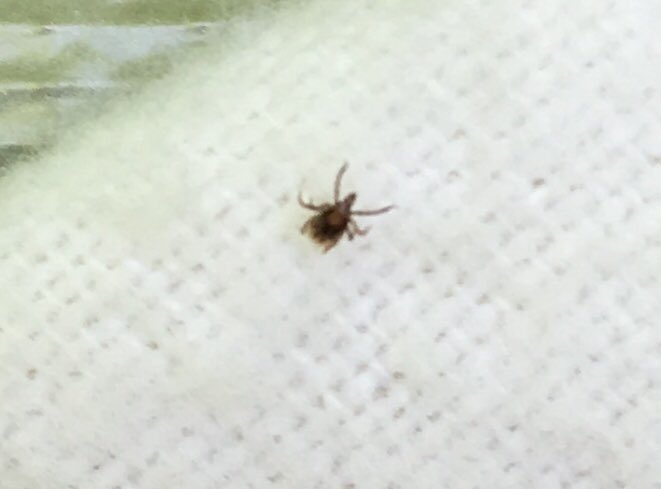 munn_douglas's tweet image. Successful day for the @NoceraUNB, not so much for NB, with the detection of more #BlackleggedTicks. #research #prevention #pathogens