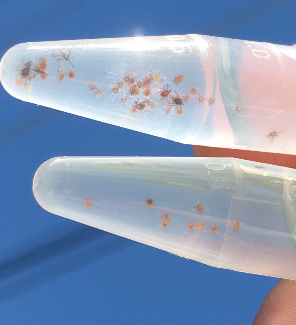 munn_douglas's tweet image. Successful day for the @NoceraUNB, not so much for NB, with the detection of more #BlackleggedTicks. #research #prevention #pathogens