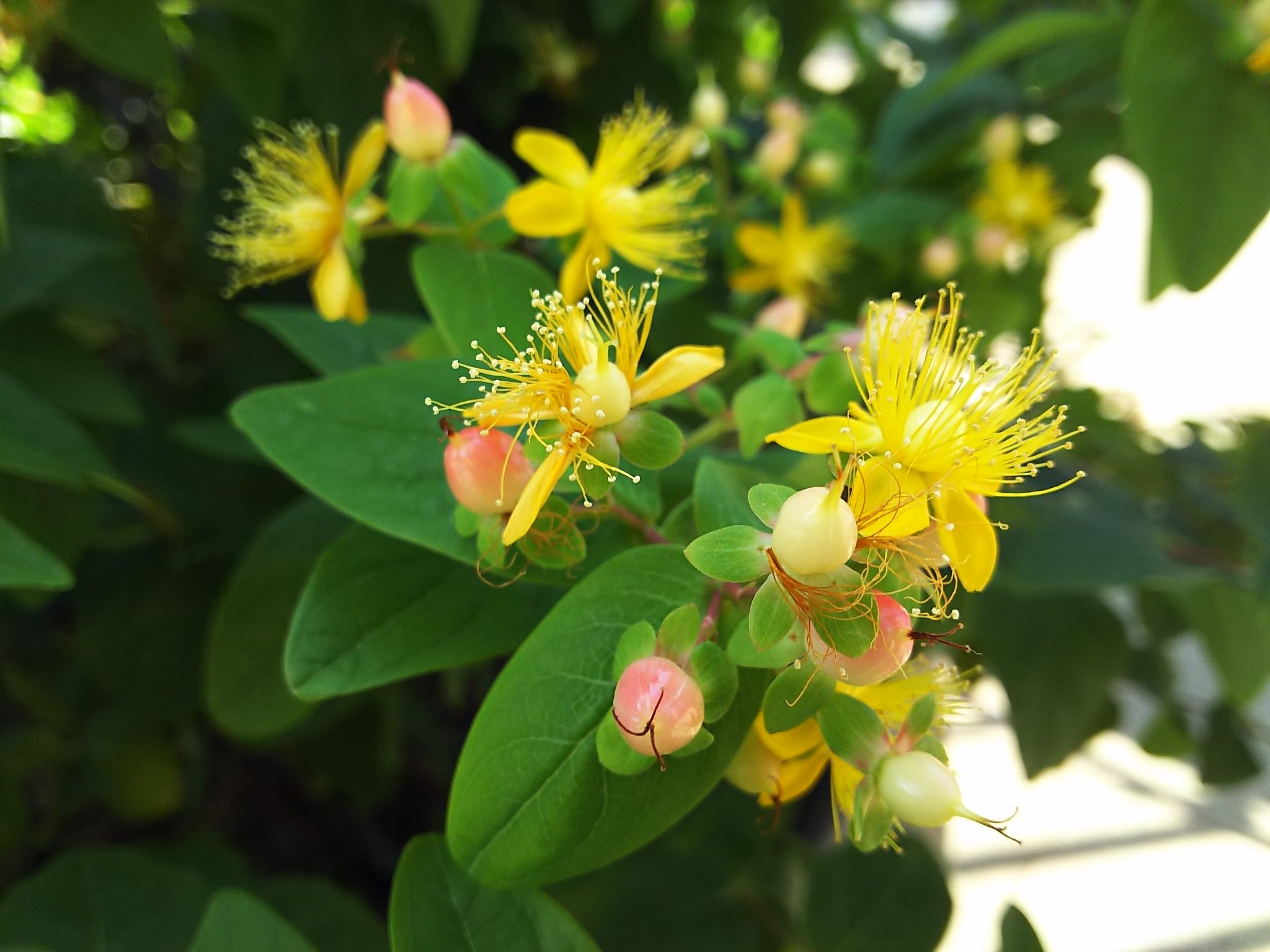 ট ইট র Sae ﾟ お花はキラキラだし 実は赤やピンクで 可愛い 不思議な 心惹かれる花 花言葉もいいな 今日もきらめいて ヒペリカム 花言葉 きらめき 悲しみは続かない T Co Tgusfmbyu4 ট ইট র