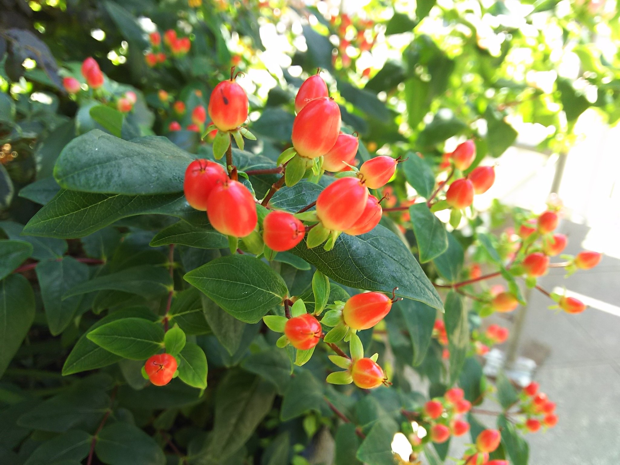 ট ইট র Sae ﾟ お花はキラキラだし 実は赤やピンクで 可愛い 不思議な 心惹かれる花 花言葉もいいな 今日もきらめいて ヒペリカム 花言葉 きらめき 悲しみは続かない T Co Tgusfmbyu4 ট ইট র