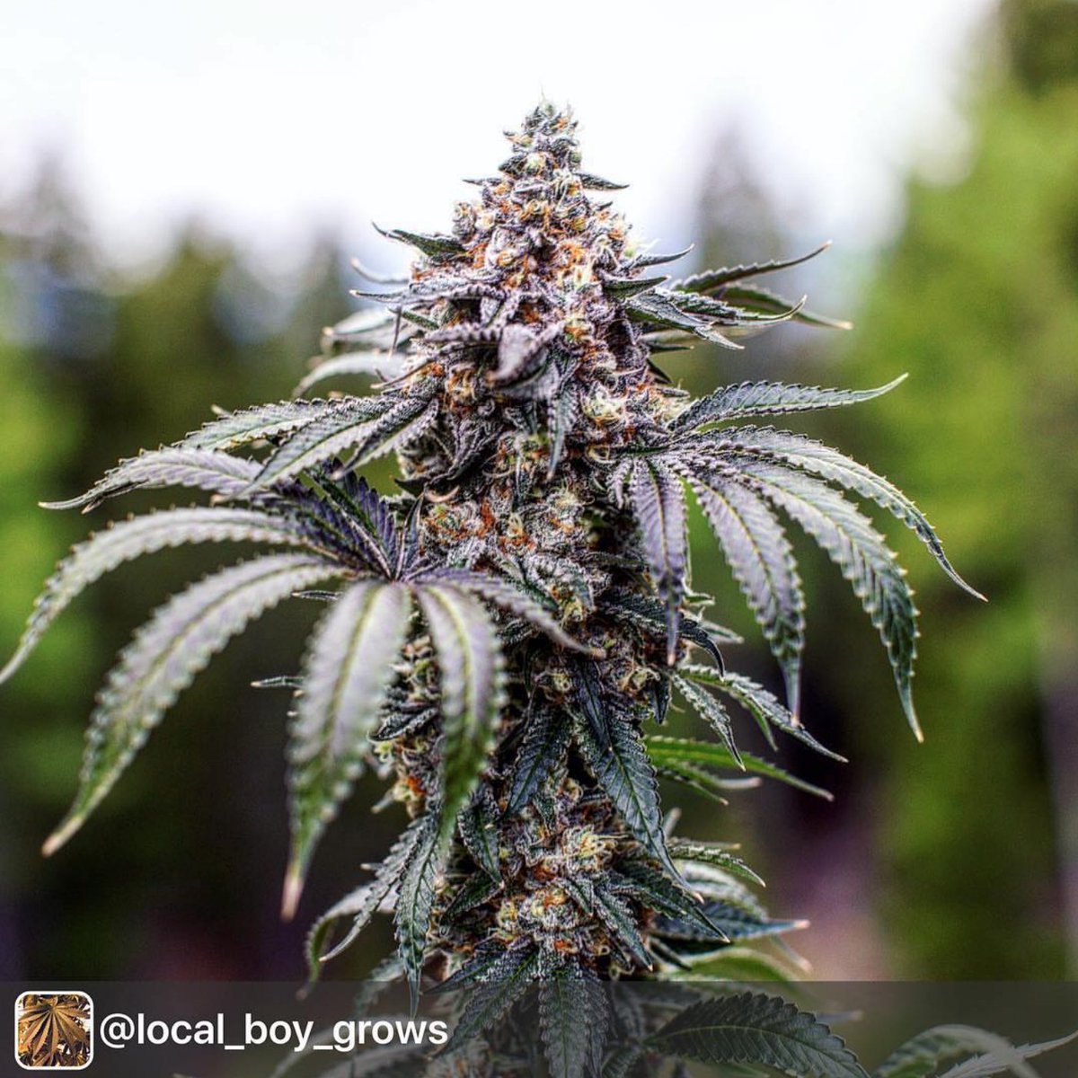 successnutrient's tweet photo. #SuccessFam repost with @local_boy_grows • #SuccessNutrients • https://t.co/OBCpQDNShO • https://t.co/n6Mx5wmD6I