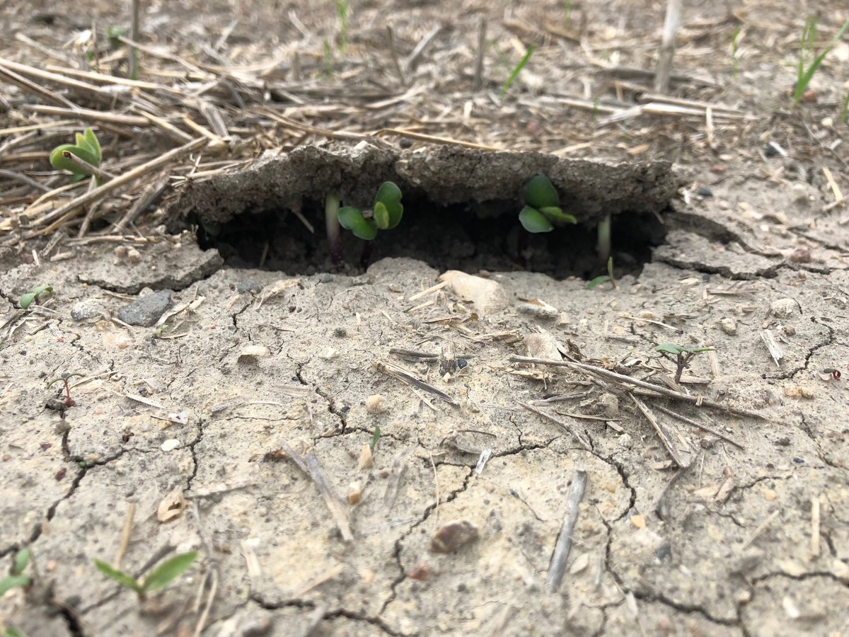 Kevin56328877's tweet photo. The power of a soybean or two 😮 https://t.co/R1FIPt23IL