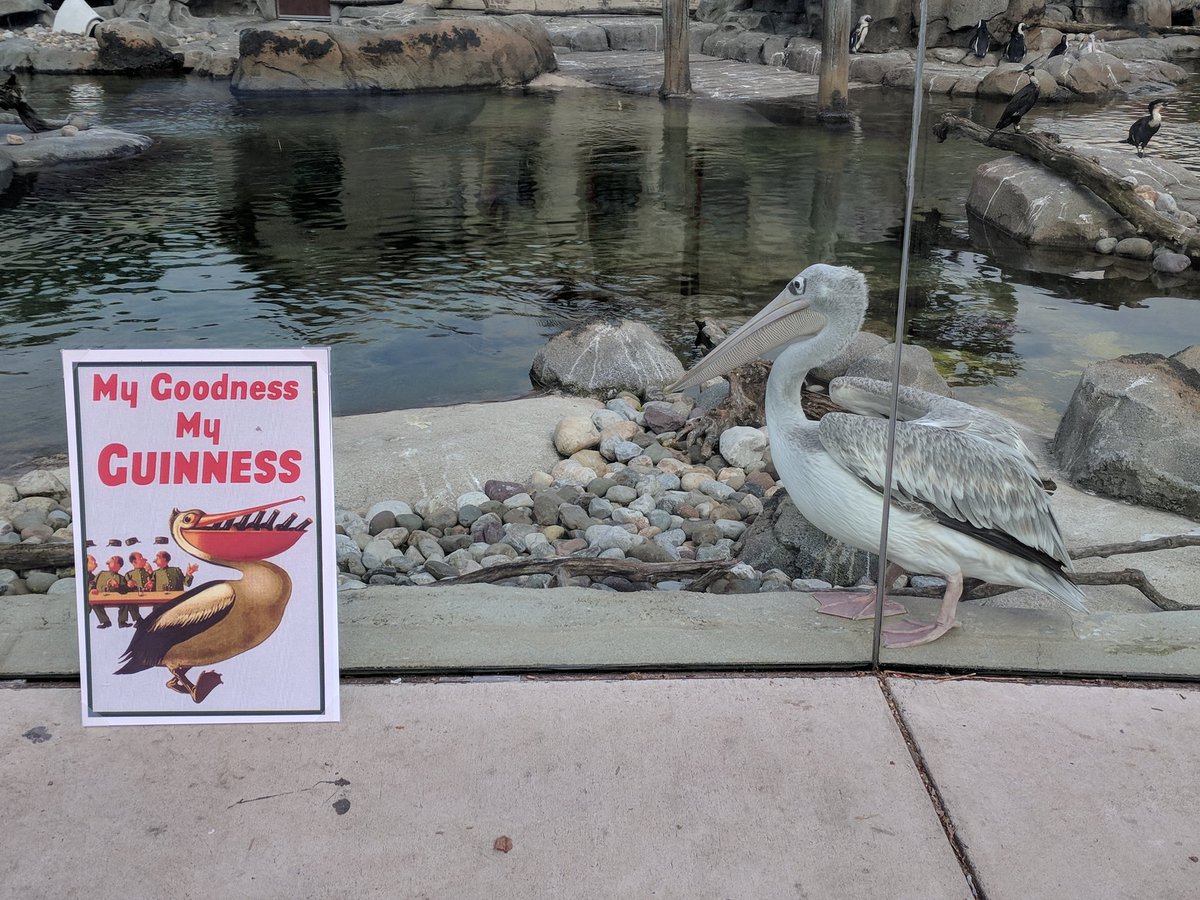 PlainJane13's tweet photo. Oh, these #pelicans are good. @GuinnessUS #MyBmore #TimeForAGuinness https://t.co/dAPT8pN7Jg