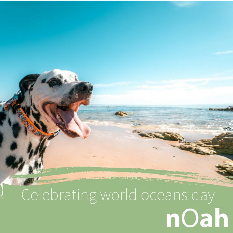 NorthcoteAH's tweet photo. Did you know today is world oceans day! This year they are raising awarness about plastic pollution ! "Will you stop using single use plastic bags, bottles and straws to help our ocean? 
 #WorldOceansDay 

#northcoteanimalhospital #vetclinicmelbourne https://t.co/xofcT23fcZ