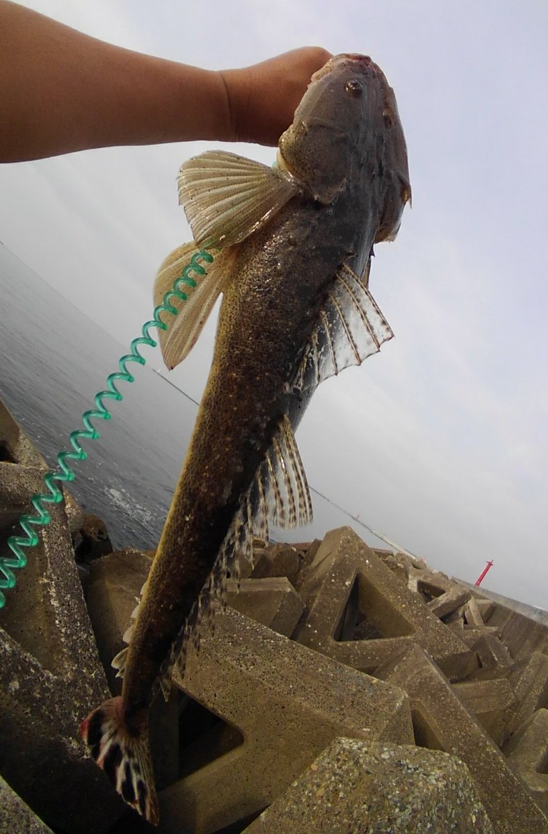 ちほは 超 Masked Dnk Y K 作 今朝のお散歩ひっしんぐ 松ヶ浜 開始早々にマゴティー 45 弱 Sﾟwﾟ Sゲッツ どうやら スーパーちほはに進化してしまったポイ 今日は 激濁りで釣れないと思ってたから 尻尾なしワーム再利用ケチケチ作戦でした 笑