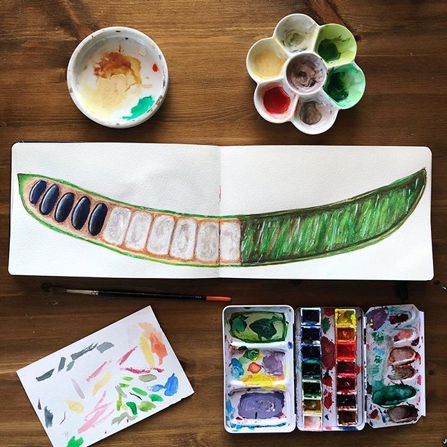 Guama fruit, aka ice cream bean. It’s native to Colombia and other parts of South America. You eat the white cotton candy like flesh that surrounds the seeds, that look like mussels. The seeds even open up like them too. It’s absolutely delicious, and on… ift.tt/2JB3bwU