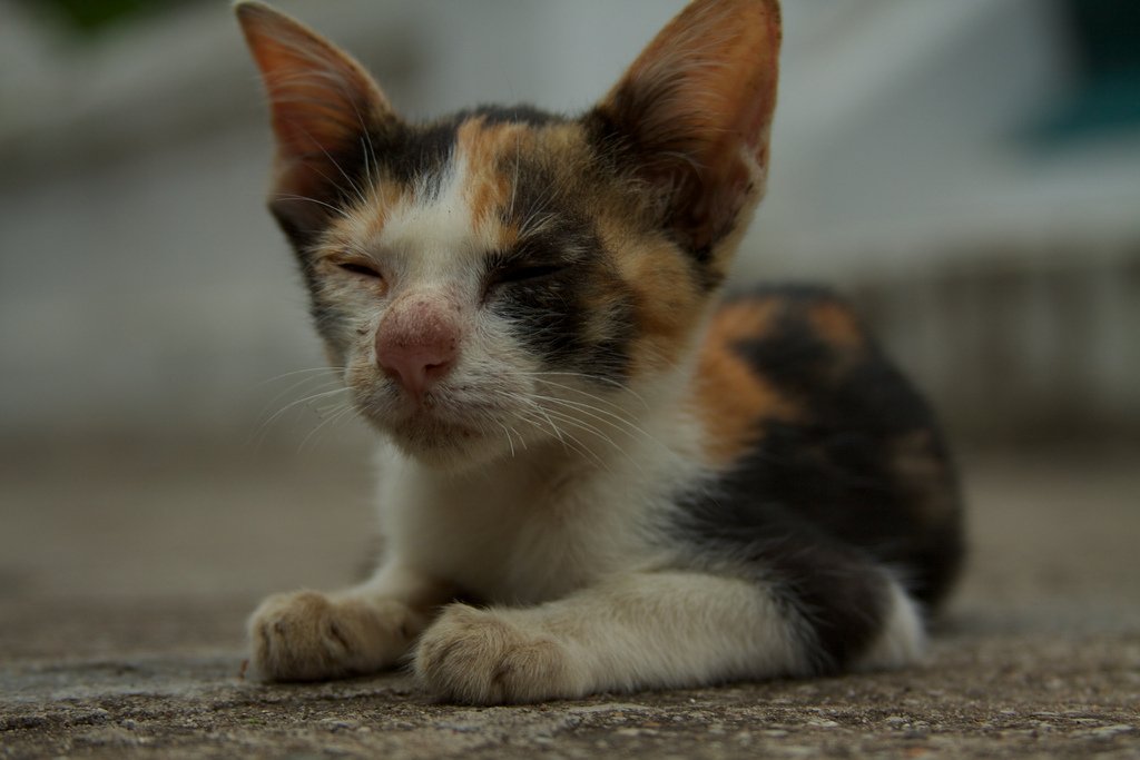 hourlykitten's tweet photo. Source: https://t.co/5aBbO2wm61
Credit: McKay Savage https://t.co/SPhEHx5nX0