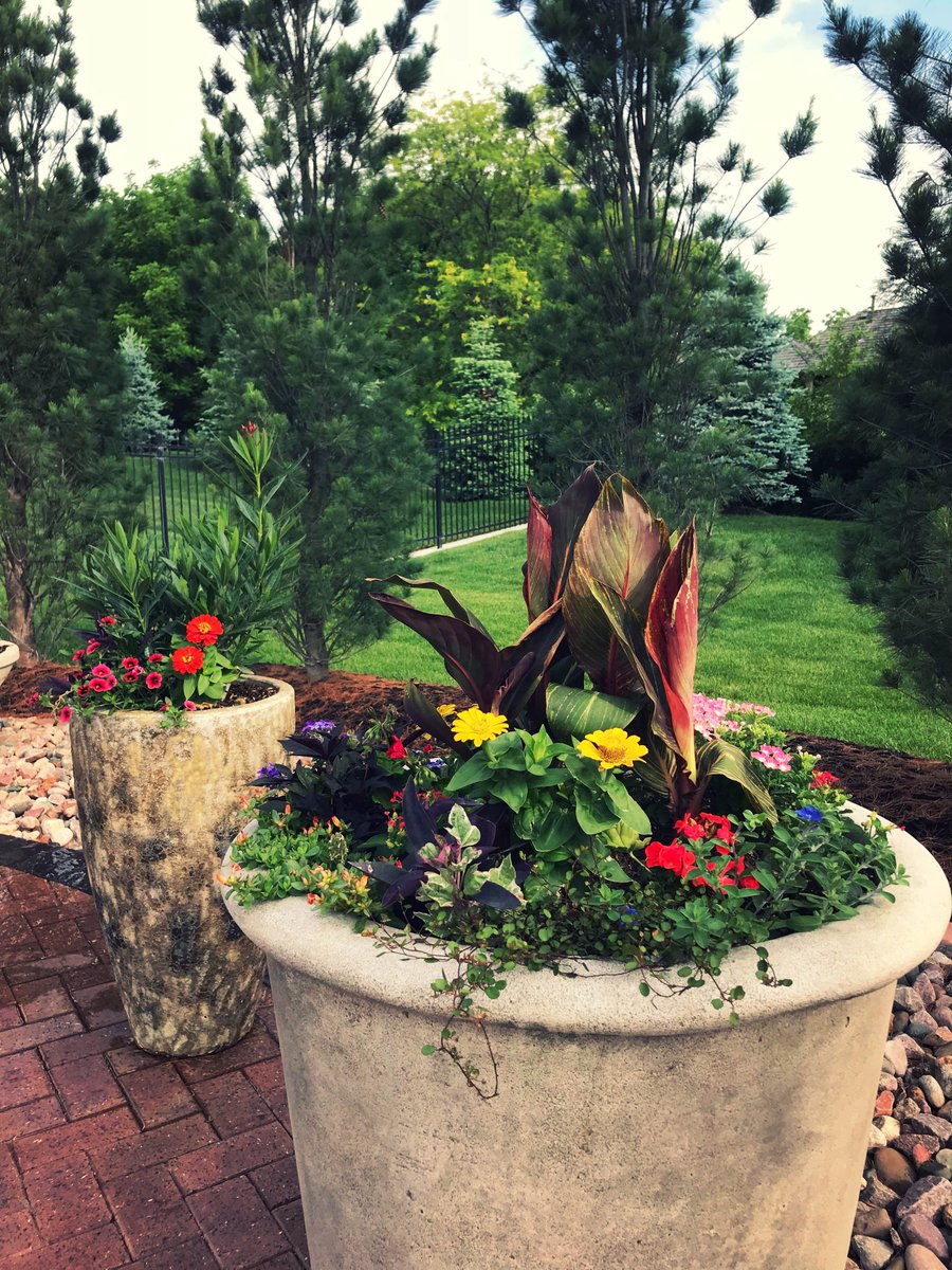 edenartofomaha's tweet photo. Oleander tree is a rare but incredible bonus in the garden. #nopalms #creative #edenartomaha #edenart #flowerteam https://t.co/r89xh80osI