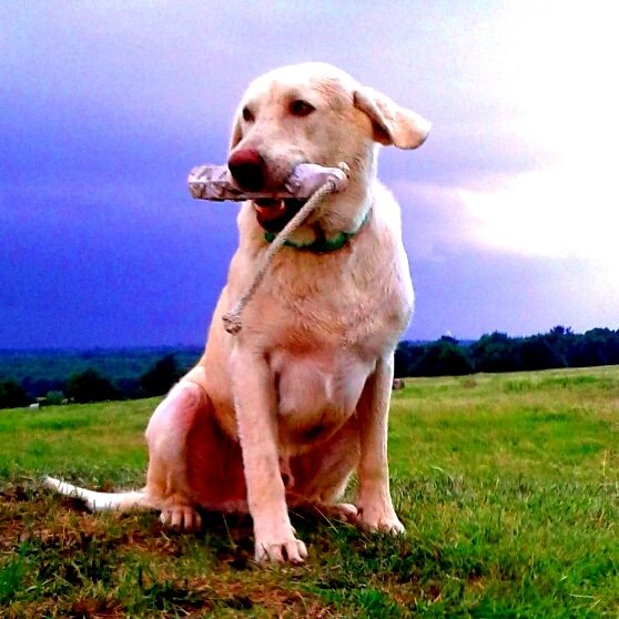 RyanCom45342240's tweet photo. Jaxx
.
#lightsout #SnROutfitters #skregear #gundogs #duckdog #goosedog #labradorretriever #sportdog #thatdogwill #Avery #trainingdays https://t.co/3NUirnD9od