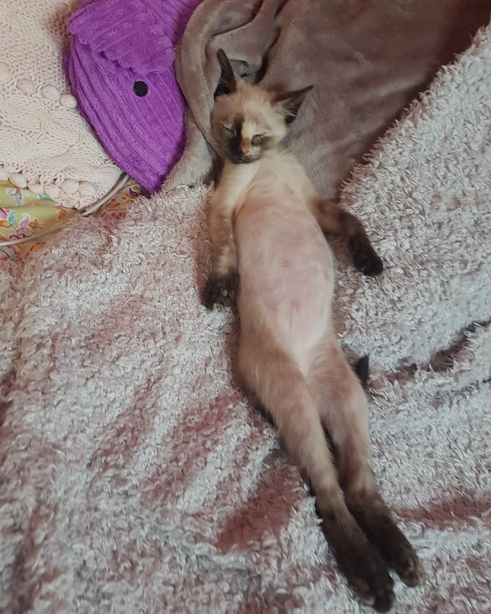 PeluditosdeEmma's tweet photo. HASTA MAÑANA AMIGOS.HABLAD BAJITO QUE SOPHIE YA ESTÁ DORMIDITA.Ssss,nuestra pequeña Sophie se ha quedado dormidita.Intentó aguantar despierta para deciros buenas noches pero no pudo y se quedó grogui.Como veis está plácidamente dormida pero no pierde su pose de diva¿Con qué sueña https://t.co/mFen3DDjOA