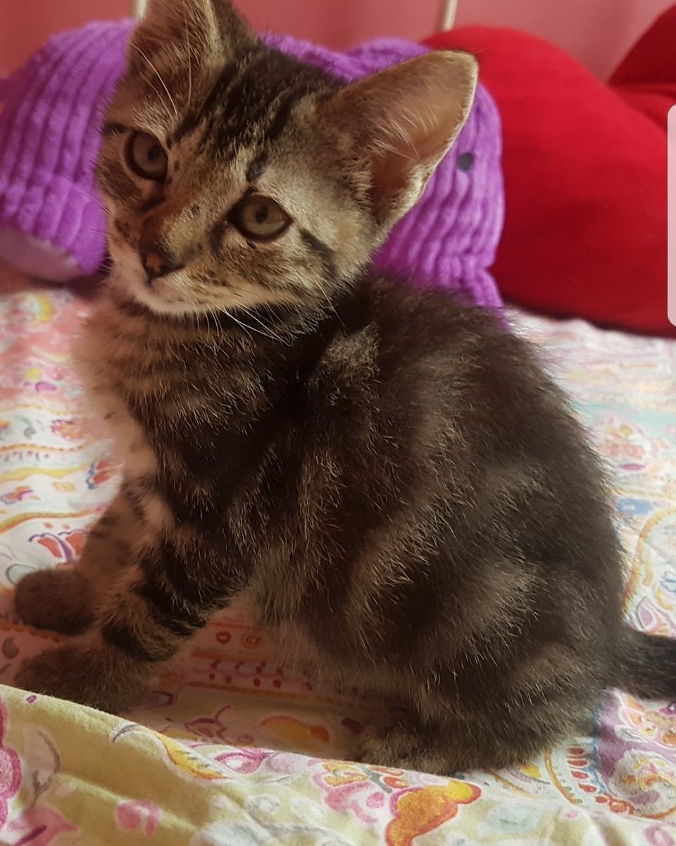 PeluditosdeEmma's tweet photo. ZEUS OS DESEA MUY BUENAS NOCHES 

Este pequeño granujilla juguetón ya no puede más, esta muy cansado de corretear y jugar. Ya llega la hora de dormir y no se quiere ir a la cama sin deciros: ¡ hasta mañana!

Es que esta para comérselo a besos.¿ A qué si? https://t.co/lkb1qjn7Ps