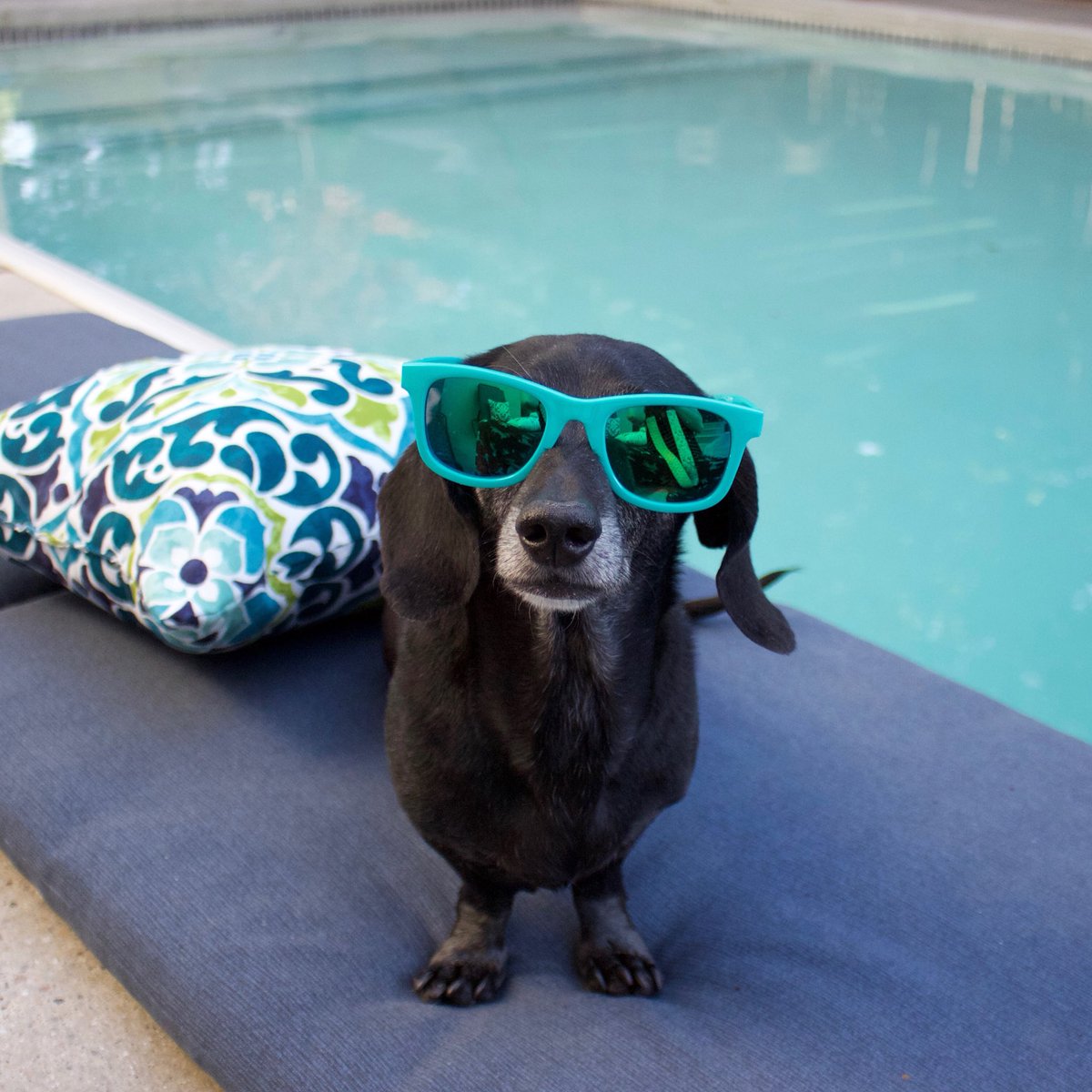 “I will be starting my aquatic exercise program to firm and tone my legs. Ladies, watch out!” - Rocket