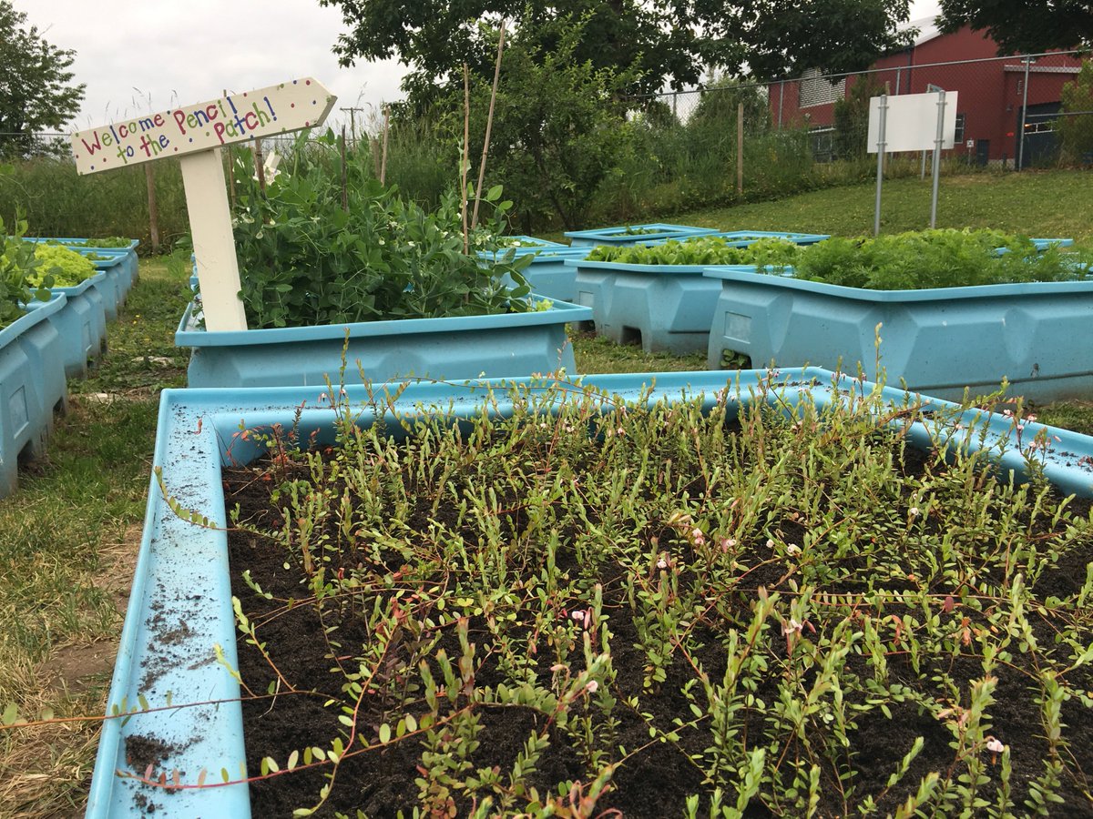 Abbyfarmmarket's tweet photo. This is SO neat! RT @bcaitc: We are so excited to plant our first ever cranberries at the Pencil Patch! Thank you @BCcranberries for the donation of the plants. It's a great addition to our gardenπ #PencilPatch #BCCranberries https://t.co/t9GrJaOT5g
