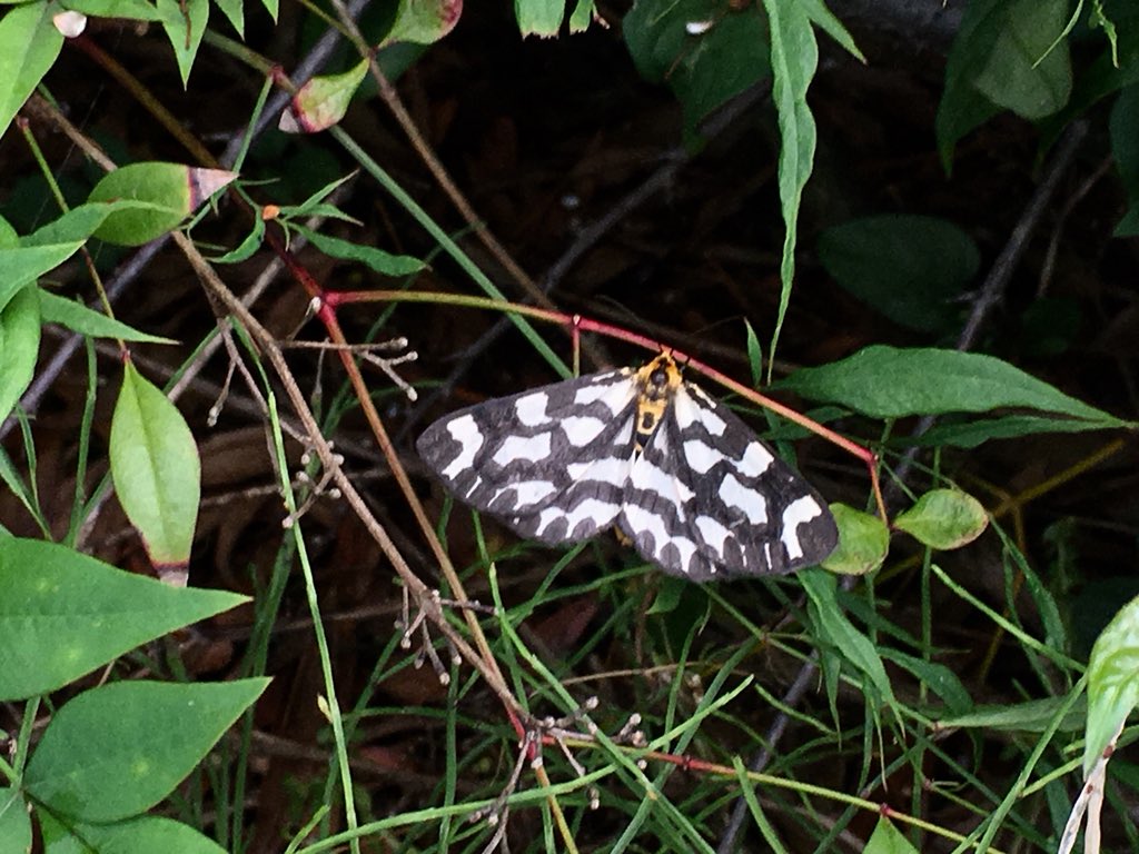 Masaki Matsuuraテアトロン 蝶々かと思ったら 黒白まだらで胴体がオレンジ色の蝶は日本に居ないはず よく見たら ウメエダシャク O O だ 昼間に飛び舞う蛾でした 普通蛾の種類は夜行性なのですがウメエダシャクは昼間が行動する蛾 大量発生しており
