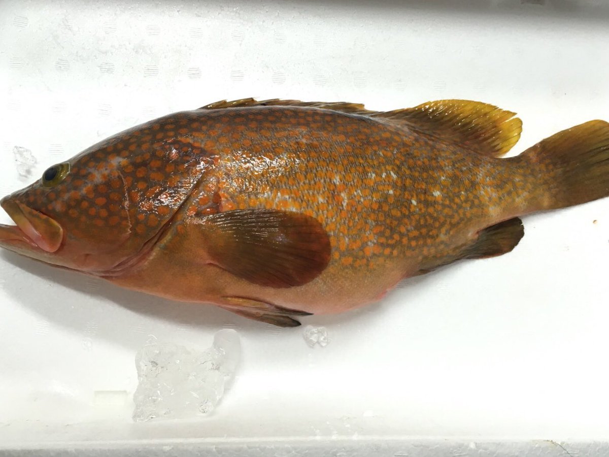 博多の魚屋さん おぎはら鮮魚店 T Co 6wlurgnqqe 今が旬 どっしり太ったキジハタです 刺身が最高ですよ キジハタ アコウ 旬 博多の魚屋さん おぎはら鮮魚店 仕入れ 飲食店 コース料理 高級魚 当日便 おすすめ 割烹 寿司 刺身 博多の魚屋さん おぎはら鮮魚店 T Co 6wlurgnqqe 今が旬 どっしり太ったキジハタです 刺身が最高ですよ キジハタ アコウ 旬 博多の魚屋さん おぎはら鮮魚店 仕入れ 飲食店 コース料理 高級魚 当日便 おすすめ 割烹 寿司 刺身