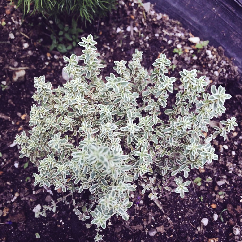 中尾高原ヒュッテ ハーブ達 ドライハーブ作成中です 本日の奥飛騨は晴天です エゾハルゼミの鳴き声が響いています ローズマリー シルバータイム ゴールデンクイーンタイム 新緑 T Co Y3df85ifp7 Twitter