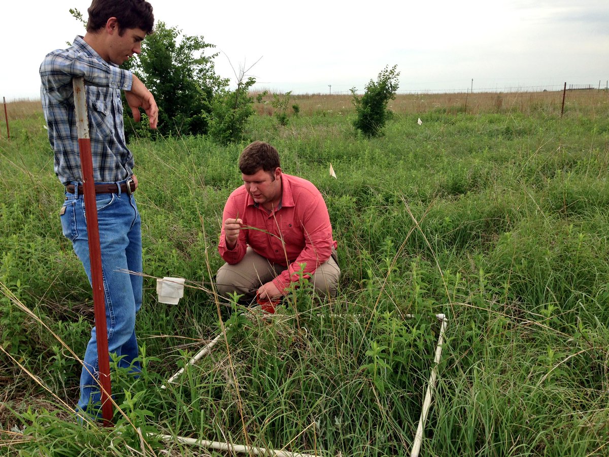ShishirPaudel3's tweet photo. Plant community sampling in #mixedgrass #prairie #OK #USDA El Reno Summer 2018 https://t.co/Cs9QFuOTWy
