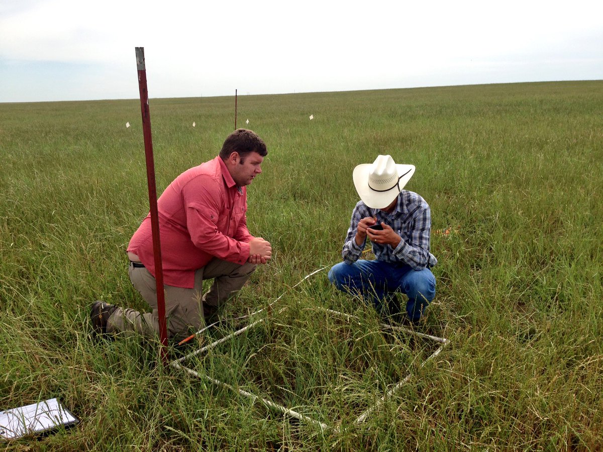 ShishirPaudel3's tweet photo. Plant community sampling in #mixedgrass #prairie #OK #USDA El Reno Summer 2018 https://t.co/Cs9QFuOTWy