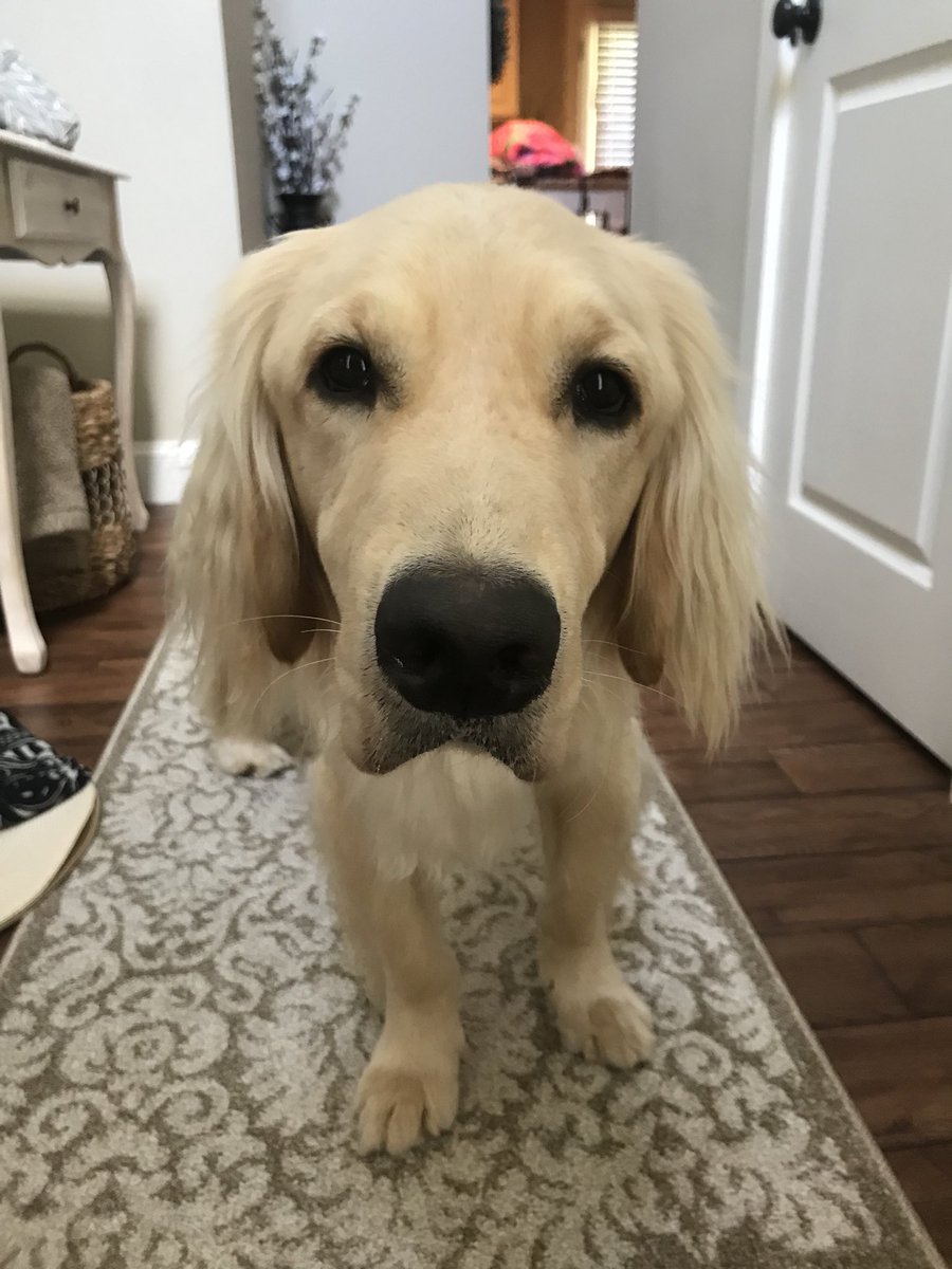 Fox5Max's tweet photo. Moved back in with @KatieMuseFOX5 today! #fosterfamily #OperationMax https://t.co/NSJqz6k6hr