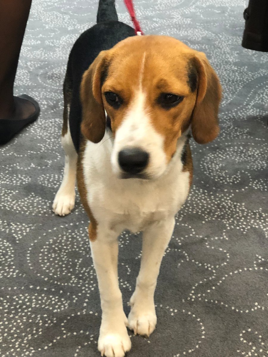 punch_buggy_da's tweet photo. This week we attended Australia's Biggest Morning Tea, hosted by our friends Brintons. The morning raised funds for @CancerCouncilOz It was a fun morning, with lots of delicious snacks. Even a surprise visit from a four legged friend!
Brintons sure know how to host a morning tea! https://t.co/VF0cwjoEjS