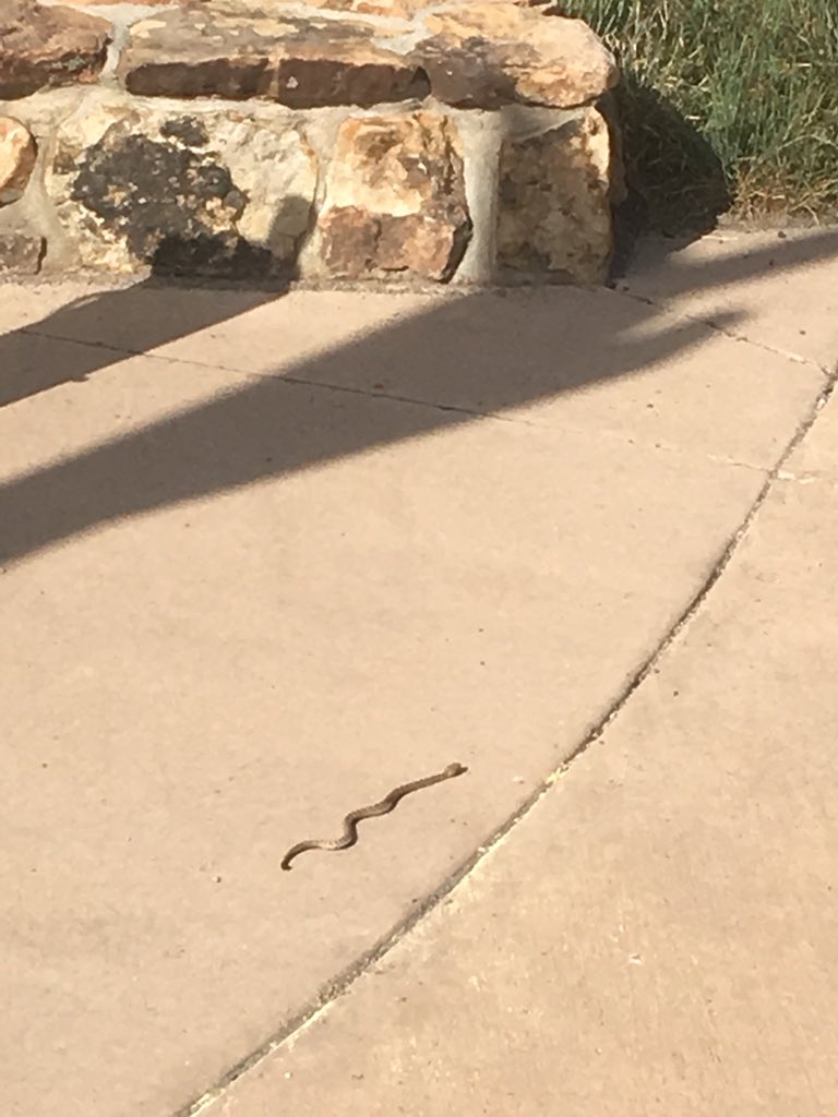 #rattlesnakeshappen at the trailheads as well as on the trails. Leash pets and be aware of your surroundings as you prepare to head out on trail. #jeffcotrails