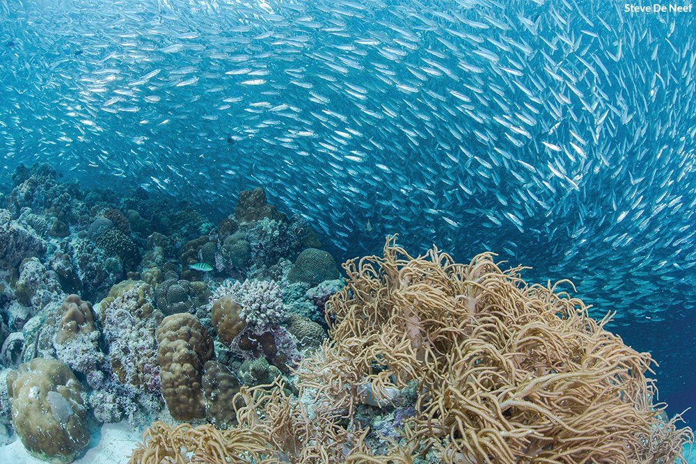 oceana's tweet photo. Restoring the oceans could feed ONE BILLION people a healthy seafood meal each day. Learn more: https://t.co/lLj6NtwXaA #SaveTheOceansFeedTheWorld https://t.co/ilOZRxwVzg