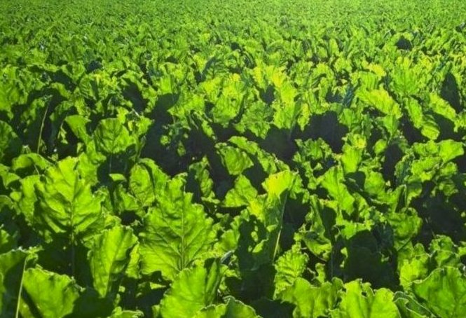 AlbertaFlavour's tweet photo. DYK there are Over 200 #Alberta Farmers that Grow Sugar Beets? #ABFoodFact #FoodFact #SouthernAlberta #AbAg #ABFlavour #AgLove https://t.co/kV7YHctT22