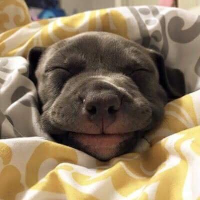 SuavesLomitos's tweet photo. me gusta soñar kon mi humano https://t.co/ZRrNckeTzS