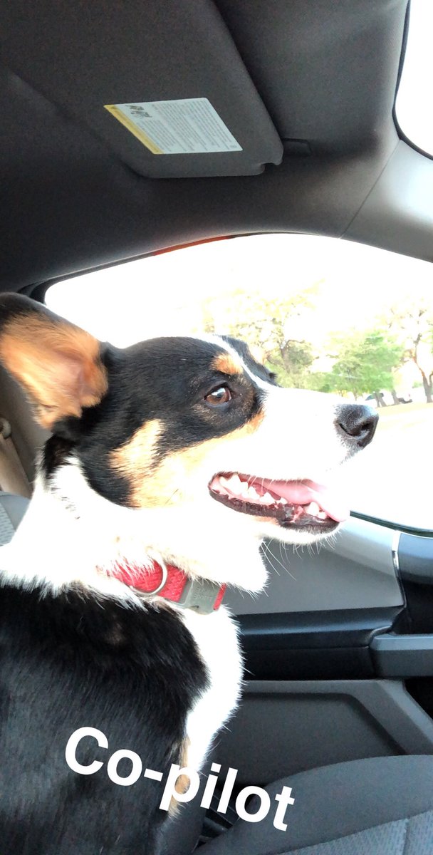 Yayant1931's tweet photo. It’s chanchito’s b-day! Here are some of my fave photos of him #Chanchito #Corgi #CorgisOfTwitter #FirstBirthday #AlwaysGettingInTrouble https://t.co/RVFfff18ez