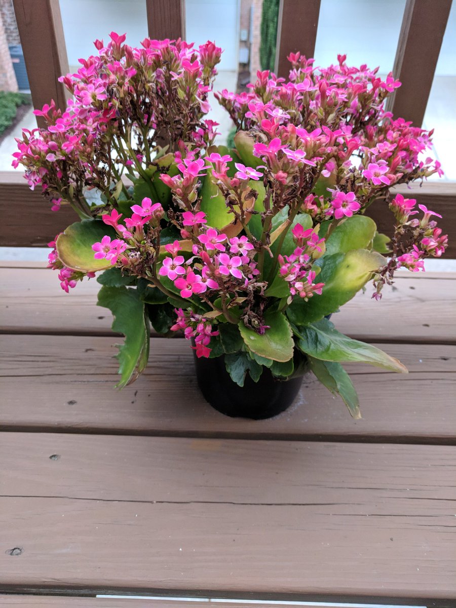 kampingoutink's tweet photo. Thank you so much 1st Grade for the movie gift card! I am long overdue for a movie since having J 😂 And 2nd Grade, I've been able to keep the flowers alive the last month! 👏 #thoughtfulteammates https://t.co/nmKk3CTojw
