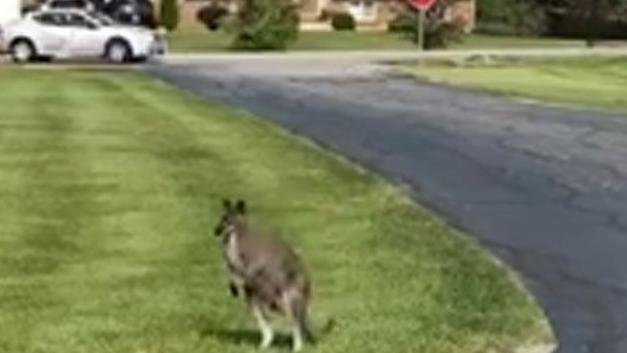 nwi's tweet photo. UPDATE: Wallaby on the lam near Lowell after escaping from traveling petting zoo Wednesday morning: https://t.co/yKlw2gNmAt https://t.co/hZVVri2LZ7