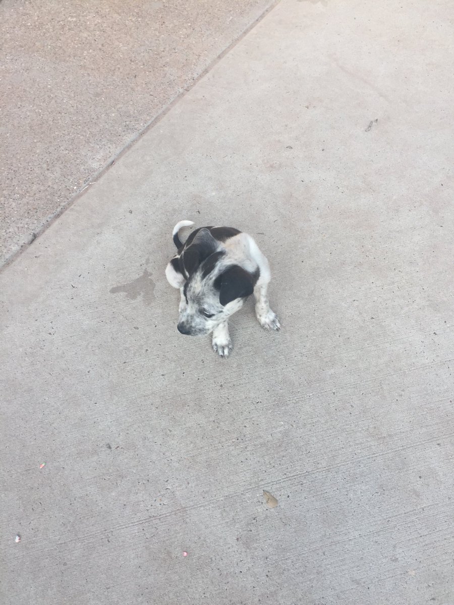 836ft's tweet image. look at my new dog