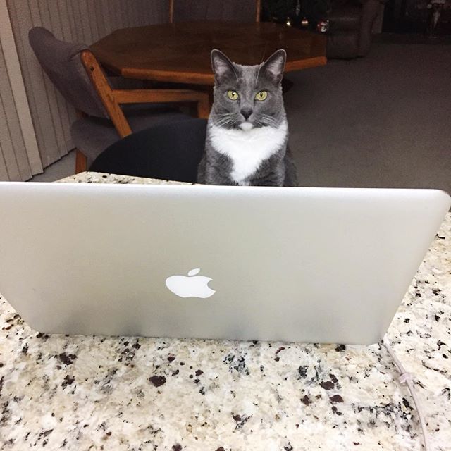 nina_hatch's tweet photo. Hey cool, guess my writing partner is ready to tag in early for me tonight. #butseriouslyiwassittingthere #youhavesomanyplacestolay #orisitlie? https://t.co/BekbDmFADR https://t.co/8KELDiT51P