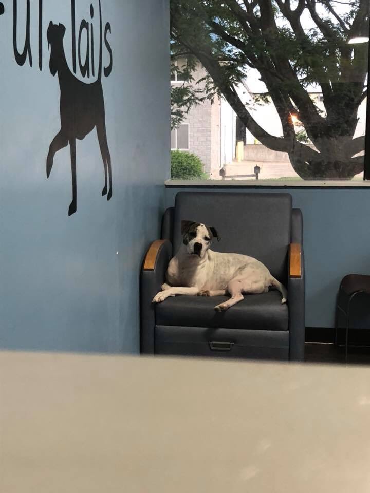 FOSTERS NEEDED!
* Save Lives *                                              * Food &amp; Supplies Provided *                     * Vet Bills Paid *                                                facebook.com/14270471975096…