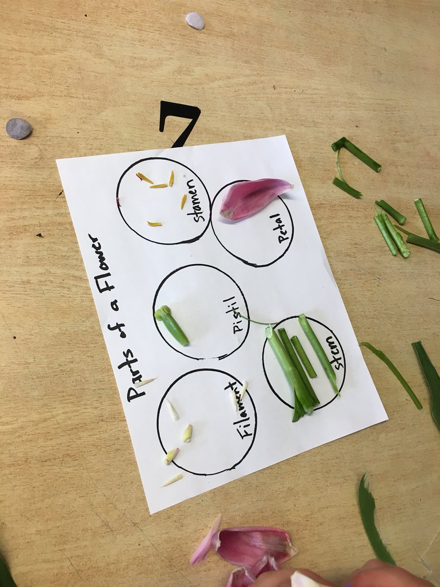 parkerspress's tweet photo. Finding the different parts of a flower while comparing 2 different flowers! Lots of great discussions @AngusMorrisonES https://t.co/lkxpJHzl4Y
