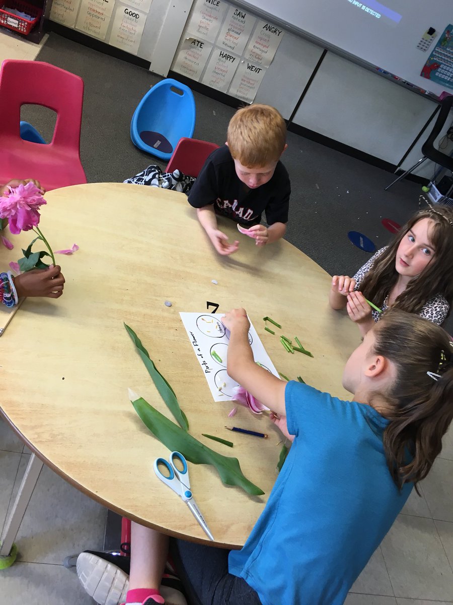 parkerspress's tweet photo. Finding the different parts of a flower while comparing 2 different flowers! Lots of great discussions @AngusMorrisonES https://t.co/lkxpJHzl4Y