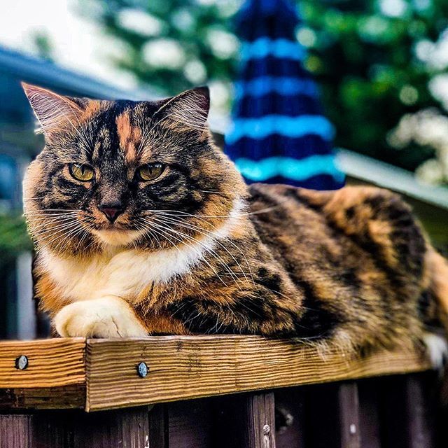 CaseyHabich's tweet photo. #thisiswhatinstagramisfor really. #catsofinstagram https://t.co/jgHpBNzwCo